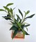 Artificial Mini Olive Tree in Handmade Pot with Wood Coaster - Small Faux Olive Tree product 7